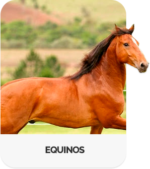 Equinos